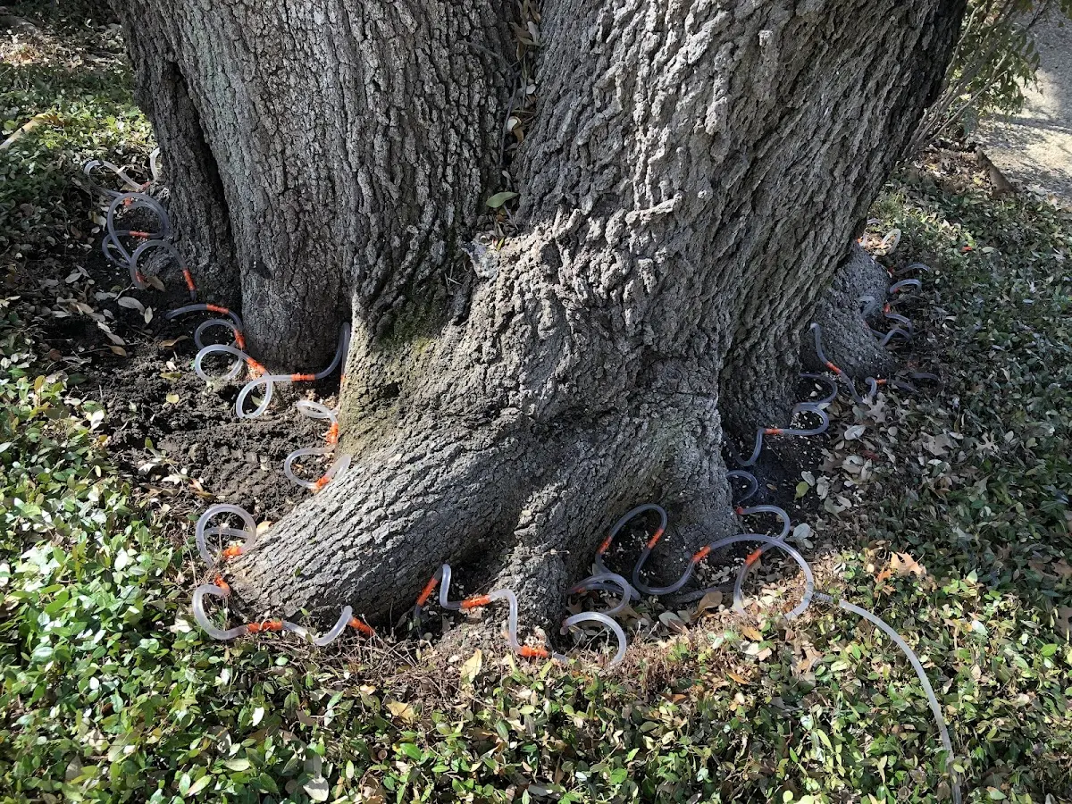 Detailed Tree Cabling and Bracing job site in Great Mills