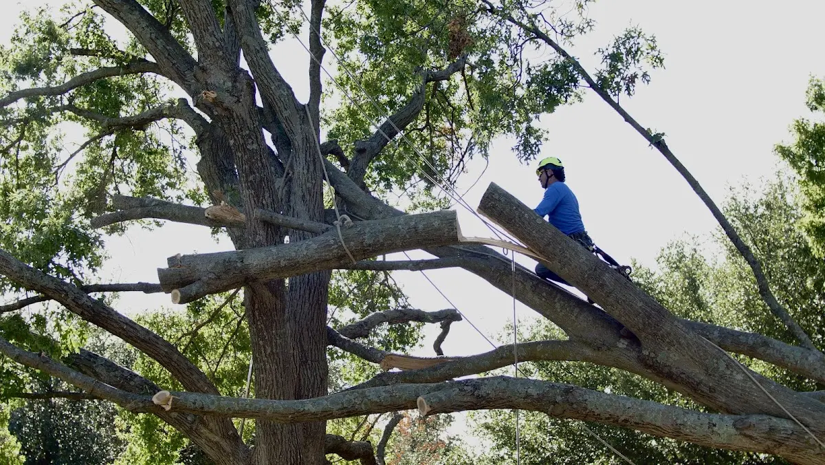Professional Crown Thinning performed by certified arborists in Great Mills