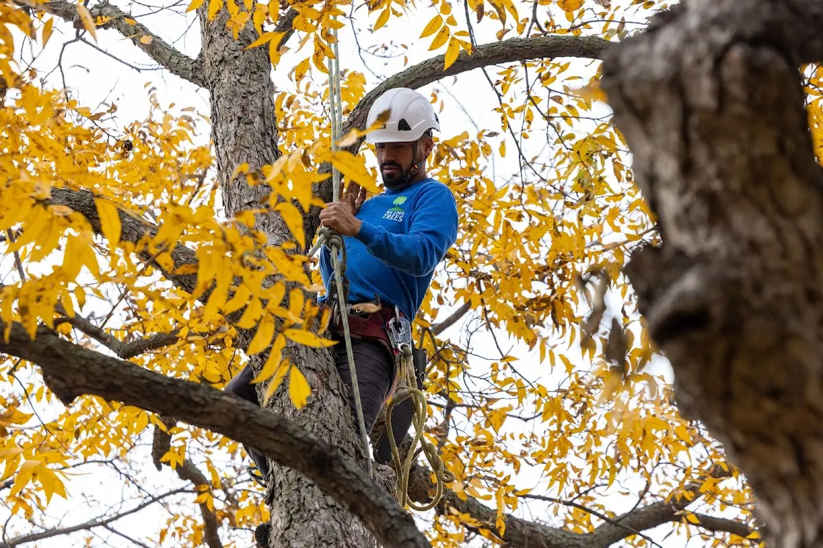 Skilled Storm Damage Cleanup crew working in Great Mills